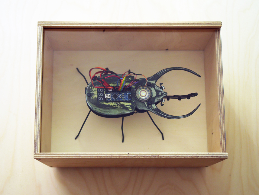 Beetle in insect box