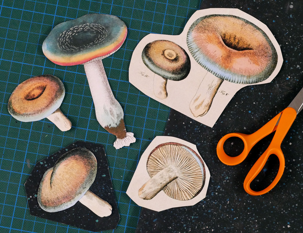 Pictures of Fungi